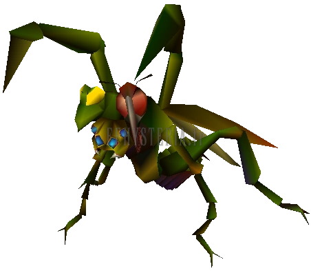 Insecte Kimara