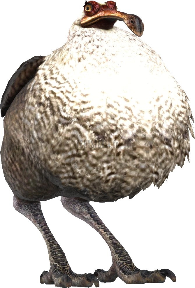 Wild Dodo